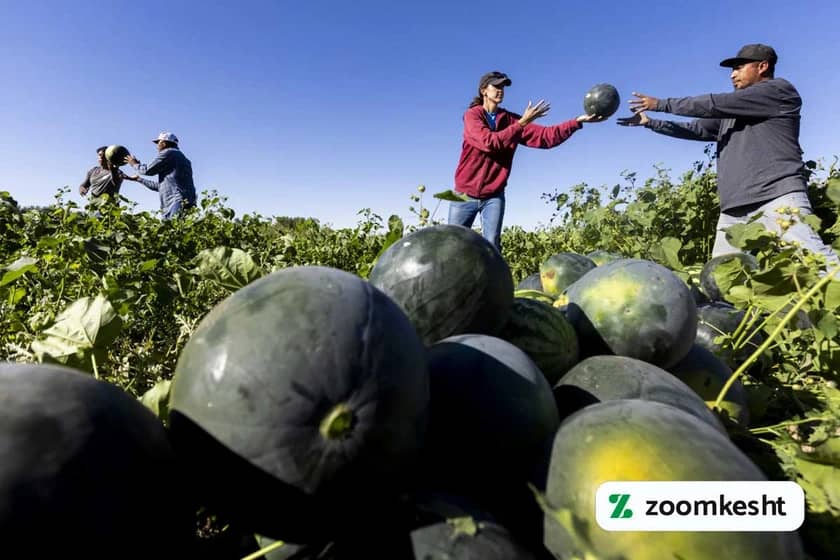 برداشت هندوانه