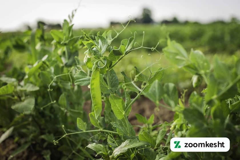 بهترین کود برای نخود