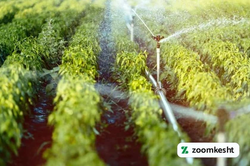 بهترین کود برای نخود