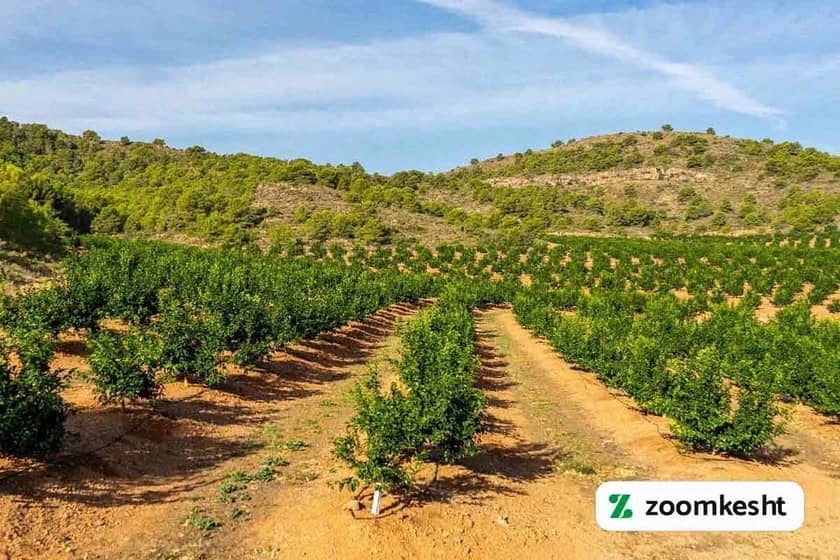 آبیاری درخت لیمو