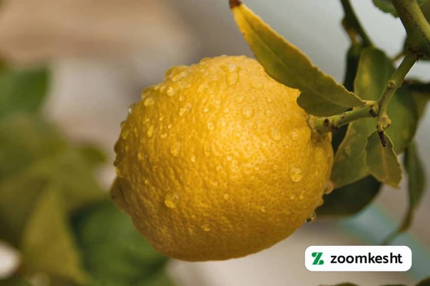 آبیاری درخت لیمو