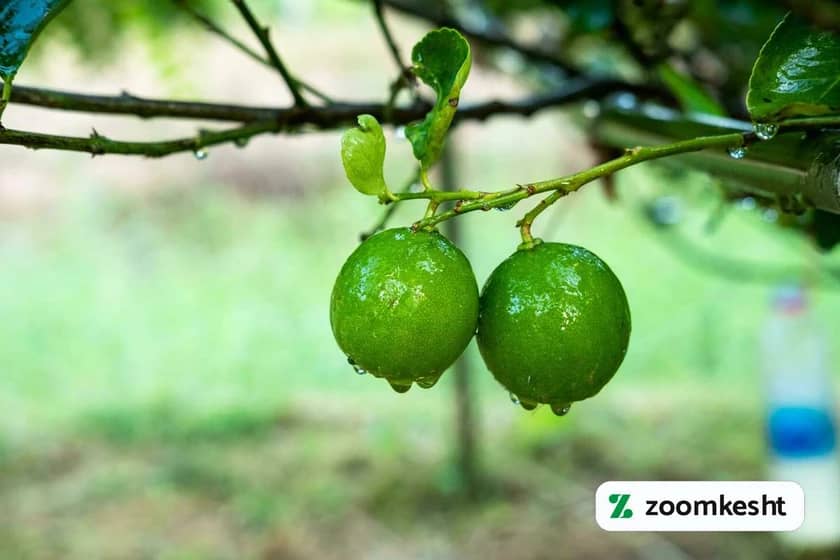 آبیاری درخت لیمو