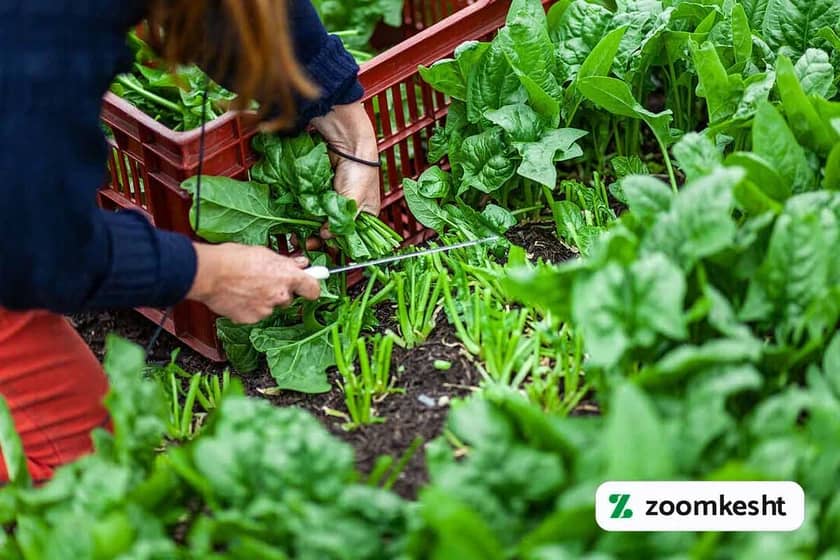 برداشت اسفناج