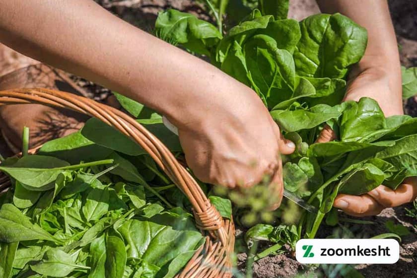 برداشت اسفناج