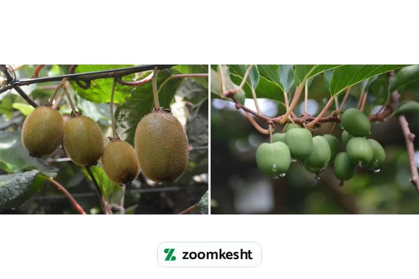 کوددهی درخت کیوی