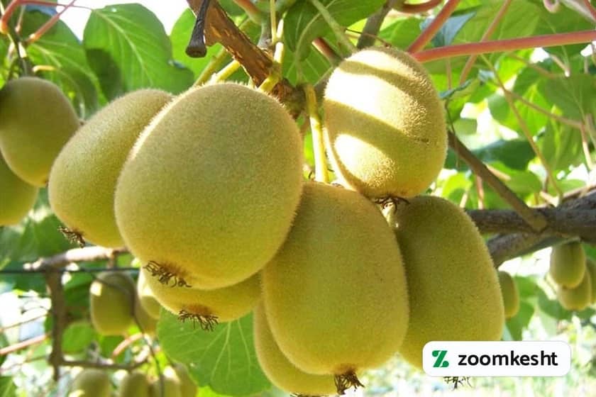 کوددهی درخت کیوی