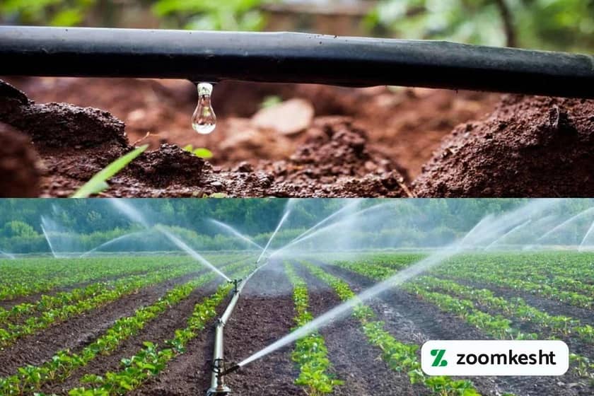 آبیاری پیاز