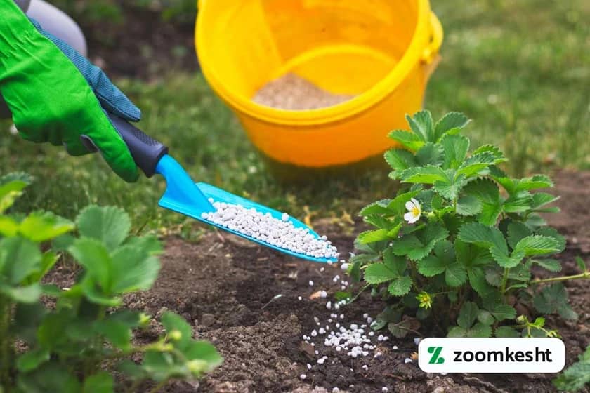 کوددهی توت فرنگی "بهترین کود برای توت فرنگی"