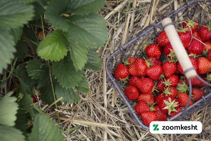 کوددهی پس از برداشت توت فرنگی