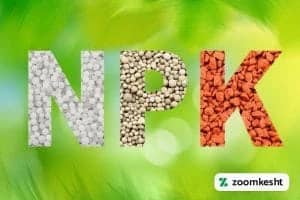 1765997289098-299613857.webp کود NPK