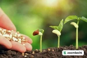 1765997289384-639532228.webp کوددهی مناسب مراحل مختلف رشد گیاه