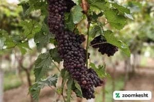 1765997309806-40002579.webp انگور یاقوتی