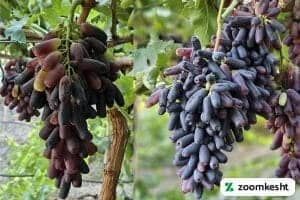 1765997310106-248461250.webp انگور موندراپ