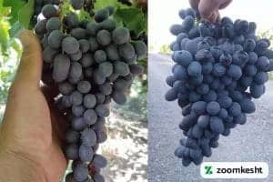 1765997310308-233321673.webp انگور ترکمن