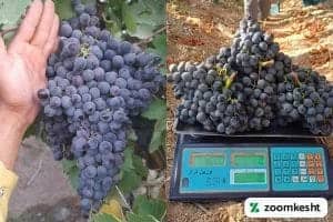 1765997310612-74897658.webp انگور شرابی