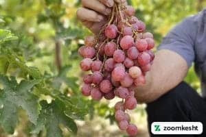 1765997310884-770931235.webp انگور ردگلوب