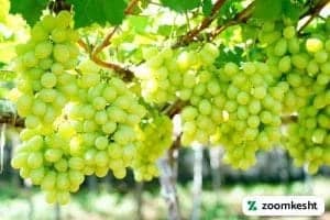 1765997311300-897419016.webp انگور لعل