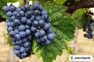 1765997311505-279695252.webp انگور بلک سیدلس