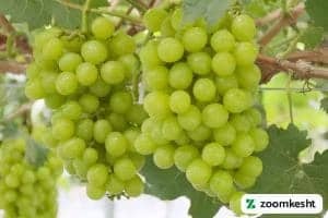 1765997312310-829201366.webp انگور موسکات