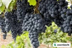 1765997312611-807005531.webp انگور صاحبی