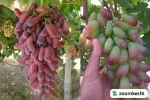 1765997312802-725576238.webp انگور مکیاج