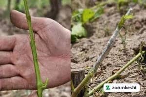 1765997334405-130367421.webp 1765997334405-130367421.webp