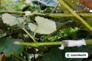 1765997334604-654367426.webp پیوند سبز انگور