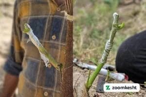 1765997335158-489463327.webp پیوند سبز انگور