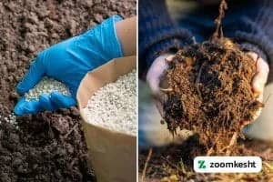 1765997342911-438438414.webp کوددهی انار