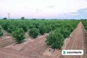 1765997344398-63362299.webp کوددهی انار