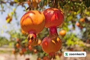 1765997344602-453493053.webp 1765997344602-453493053.webp