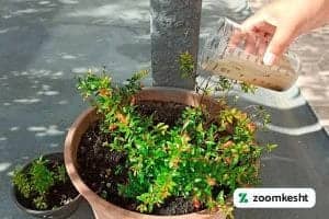 1765997344805-138834629.webp کوددهی انار