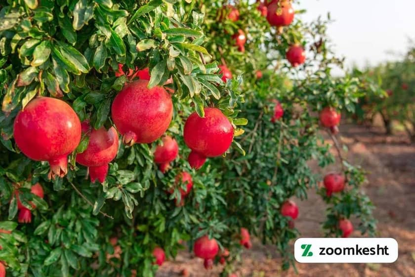 1765997345186-463230744.webp 1765997345186-463230744.webp