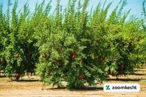 1765997347213-948059702.webp کاشت درخت انار