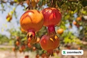 1765997347503-419823191.webp 1765997347503-419823191.webp