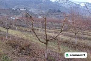 1765997347785-547482382.webp کاشت درخت انار