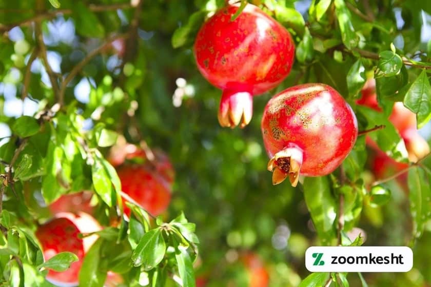 1765997348329-577406923.webp 1765997348329-577406923.webp