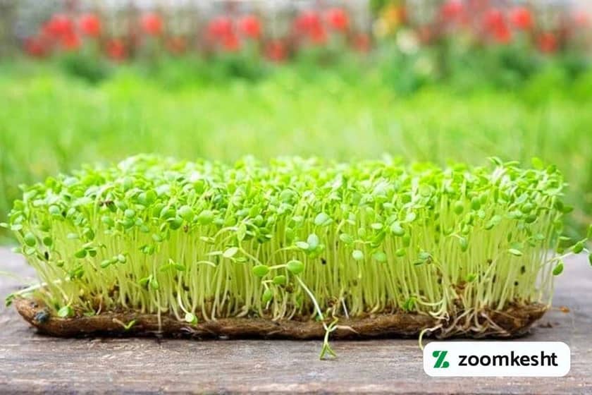 1765997729185-490446606.webp 1765997729185-490446606.webp