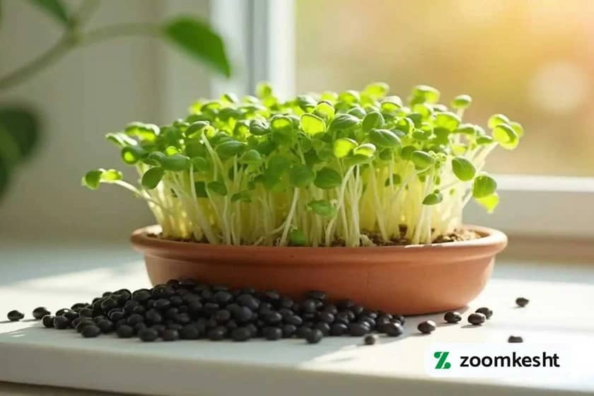 1765997730314-132464725.webp 1765997730314-132464725.webp