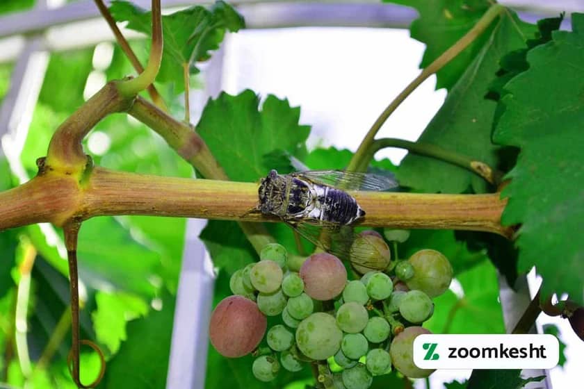 1765997861015-461684521.webp آفت درخت انگور