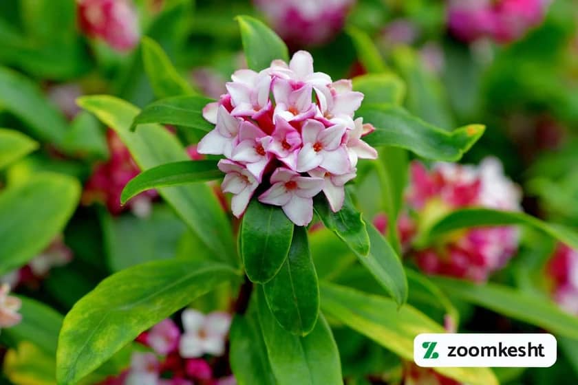 1765998066185-30334980.webp گیاه همیشه سبز میخک