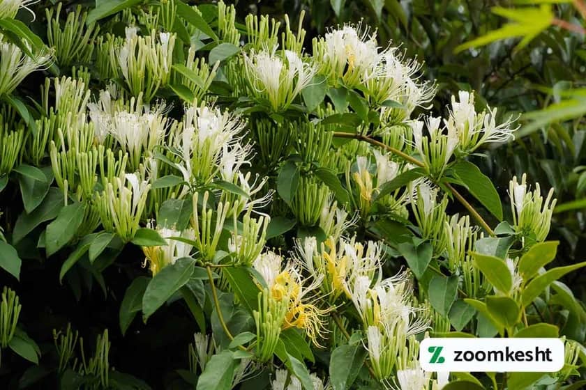 1765998067223-598495155.webp گیاه همیشه سبز پیچ امینالدوله