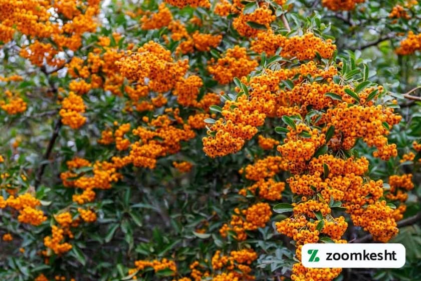 1765998069889-414390292.webp گیاه همیشه سبز پیروکانتا یا خار آتشین