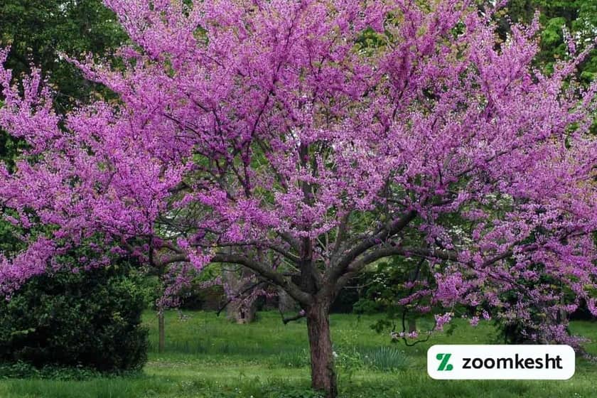 1765998071285-95866110.webp گیاه همیشه سبز ارغوان