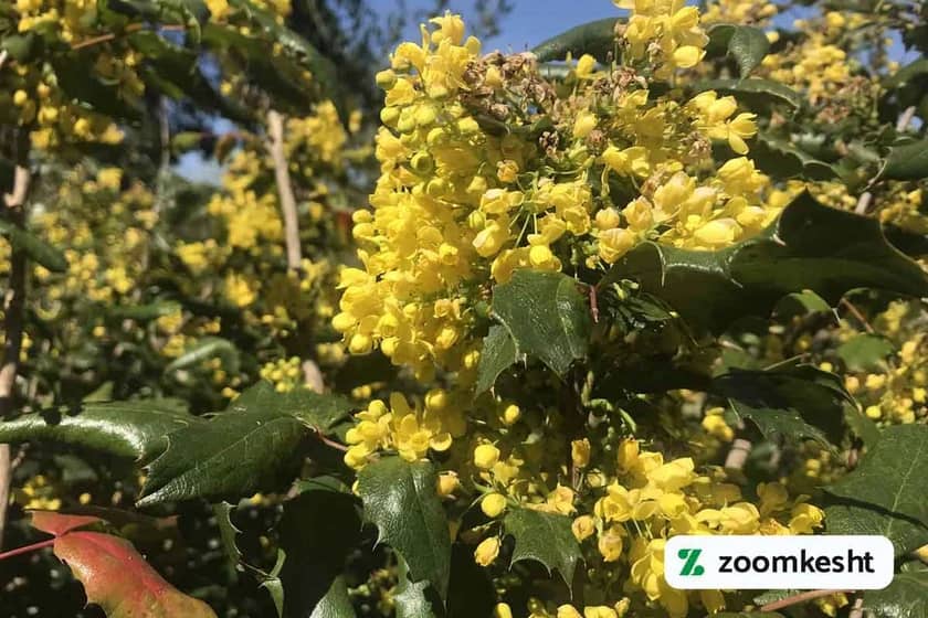 1765998072810-135086454.webp گیاه ماهونیا