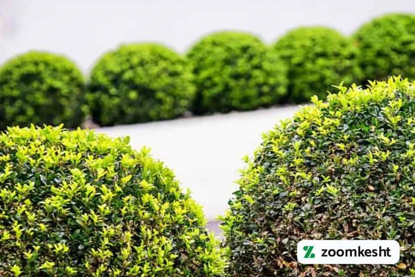 1765998074112-349625157.webp گیاه شمشاد معمولی