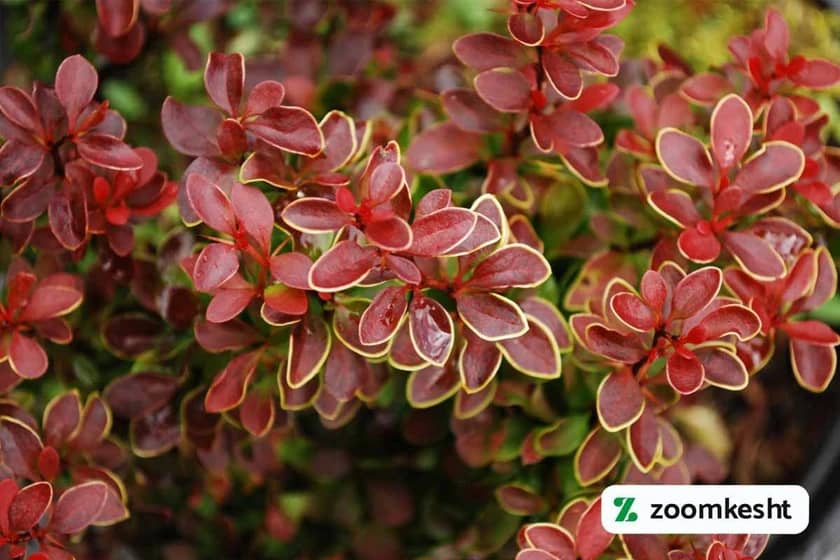 1765998075661-575519312.webp گیاه زرشک زینتی