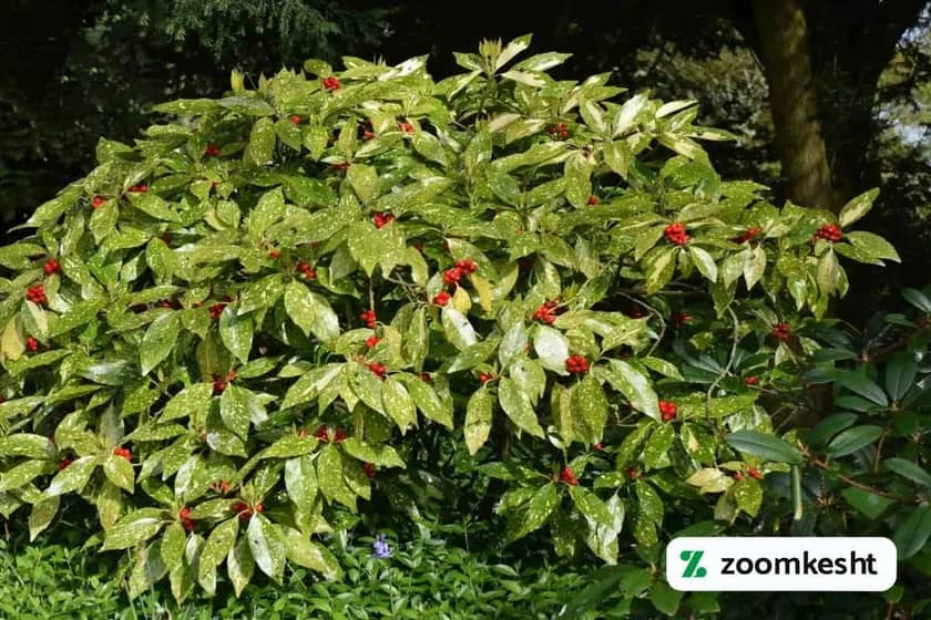 1765998078886-876229425.webp گیاه آکوبا