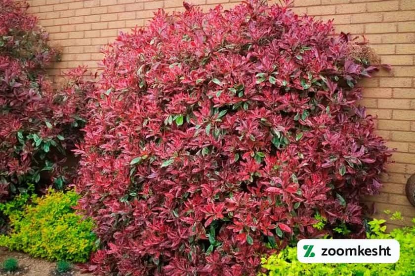 1765998080385-690540405.webp گیاه فوتینیا