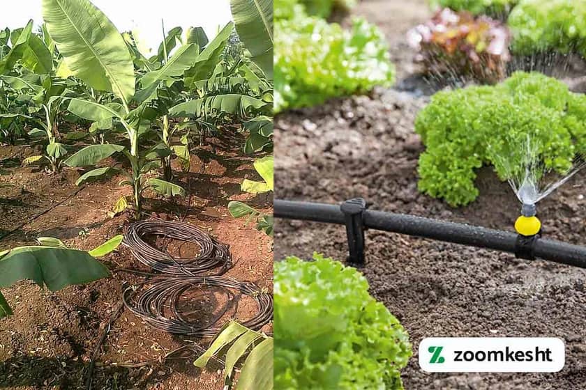 1765998211725-900021512.webp آبیاری قطره ای